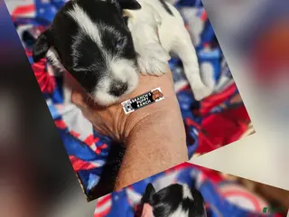 Miniature Schnauzer dogs for sale: Miniature Schnauzer 1 - Ad 3