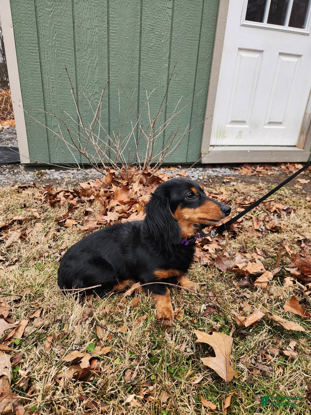 Miniature Dachshund dogs for sale: Izza - Ad 12