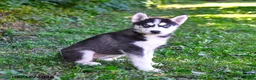 Alaskan Husky dogs for sale: Ally - Ad 2