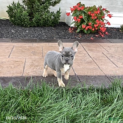 French Bulldog dogs for sale: Vivian - Ad 1