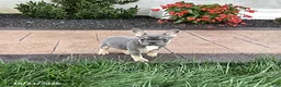 French Bulldog dogs for sale: Vivian - Ad 1