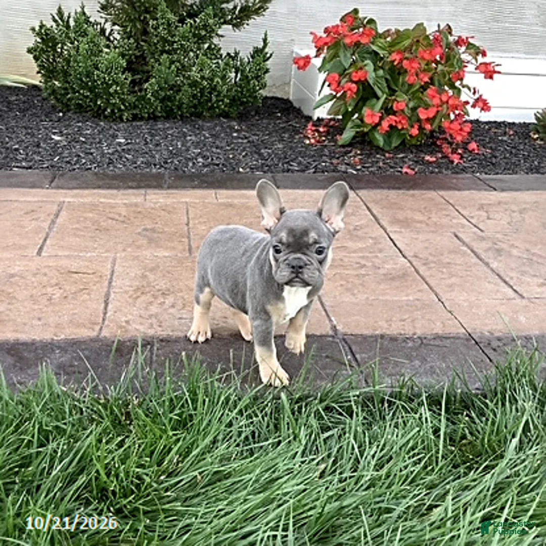 French Bulldog dogs for sale: Vivian - Ad 1