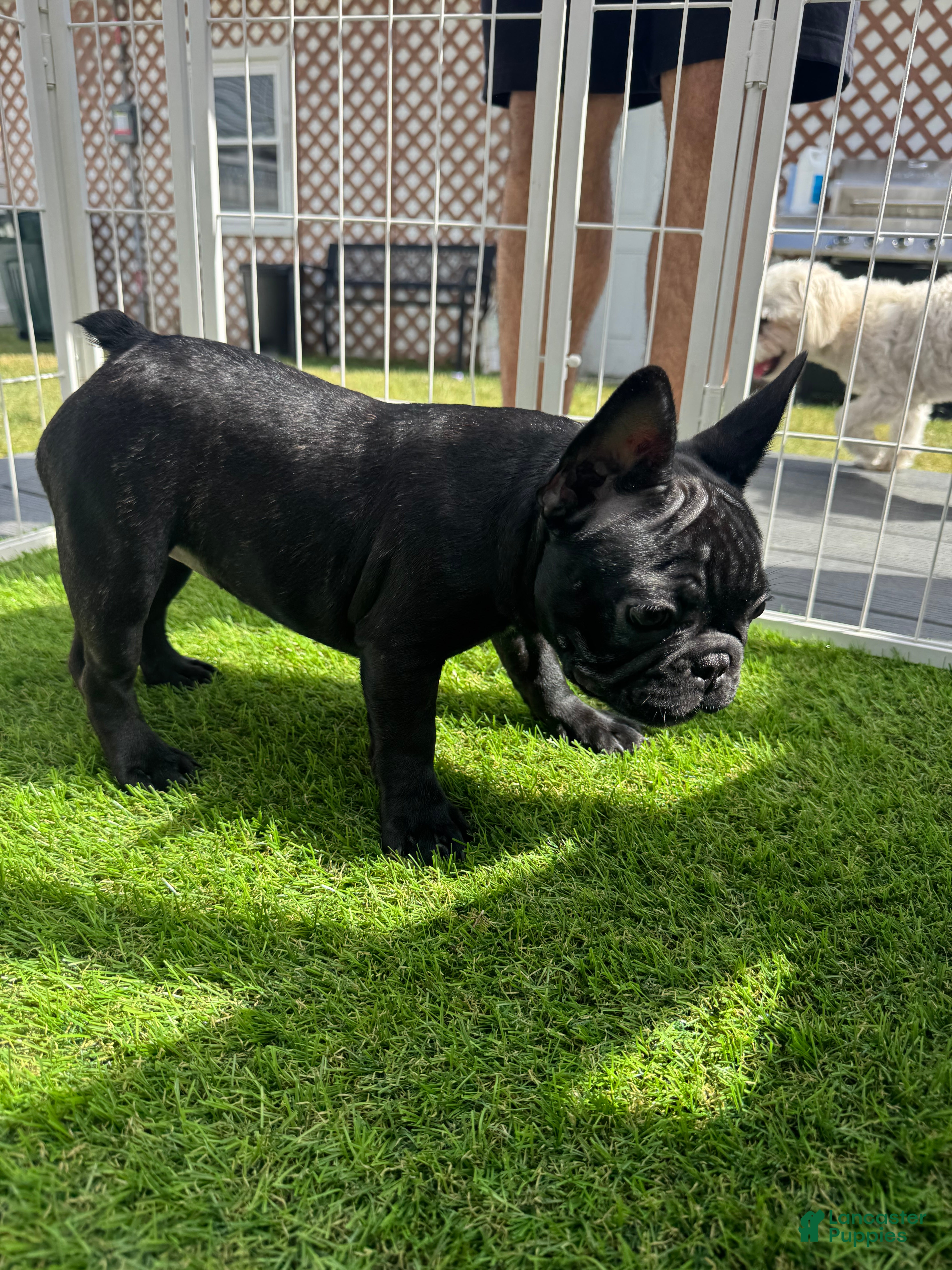 French Bulldog dogs French Bulldog Puppy 4 - Ad 1