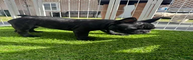 French Bulldog Puppy 4