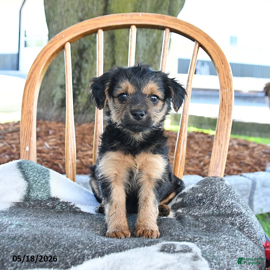 Yorkiepoo dogs Maple   - Ad 2