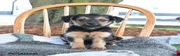 Yorkshire Terrier dogs for sale: Maple   - Ad 2
