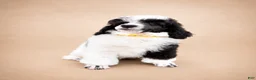 Miniature Poodle dogs for sale: Bodhi - Ad 5