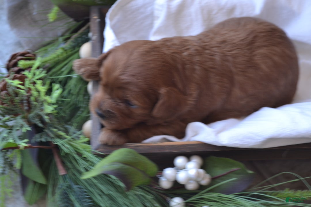 Cavapoo dogs for sale: Glimmer - Ad 3