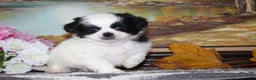 Shih Tzu dogs for sale: Tyler - Ad 5