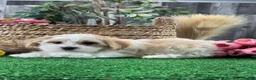 Mixed Breed dogs for sale: Luna - Ad 2
