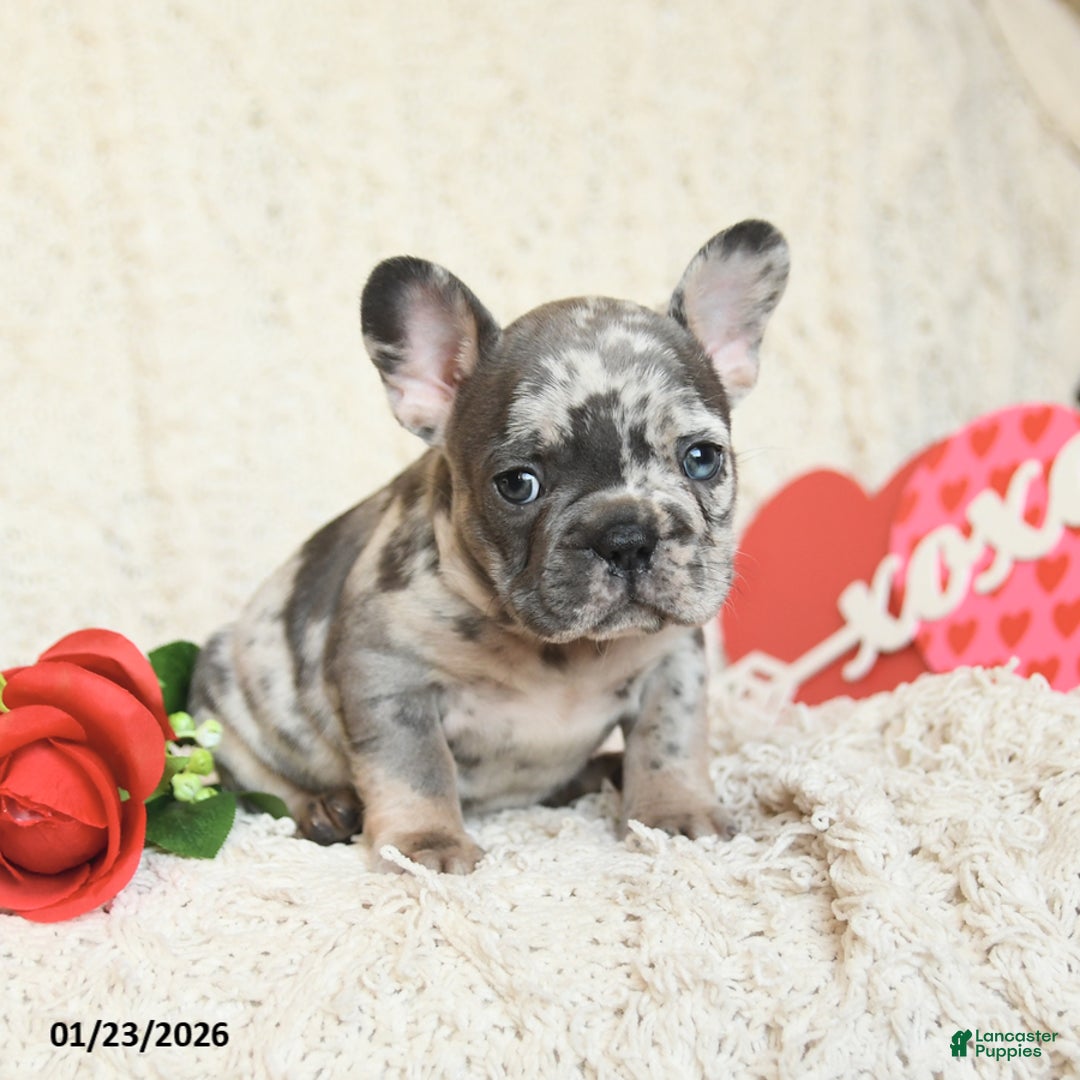 French Bulldog dogs for sale: Boston - Ad 4