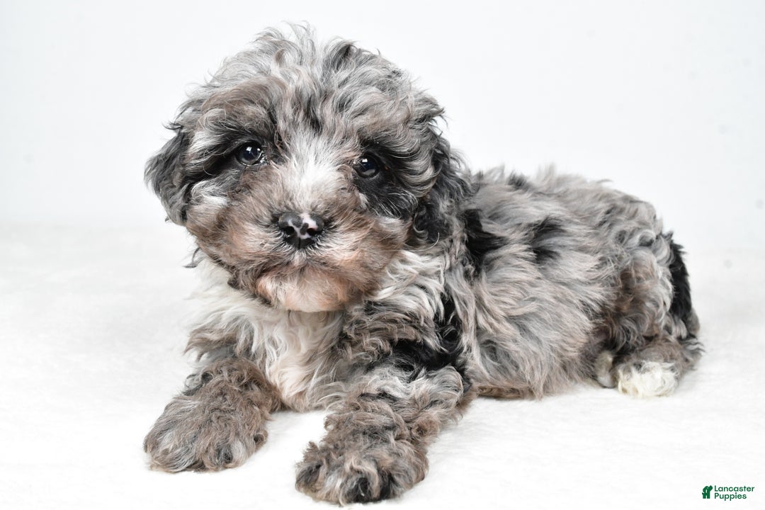 Cockapoo dogs for sale: Davis - Ad 7