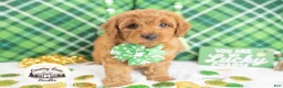 Cavapoo dogs for sale: Rory - Ad 4