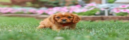 Cavalier King Charles Spaniel dogs for sale: Mason - Ad 6