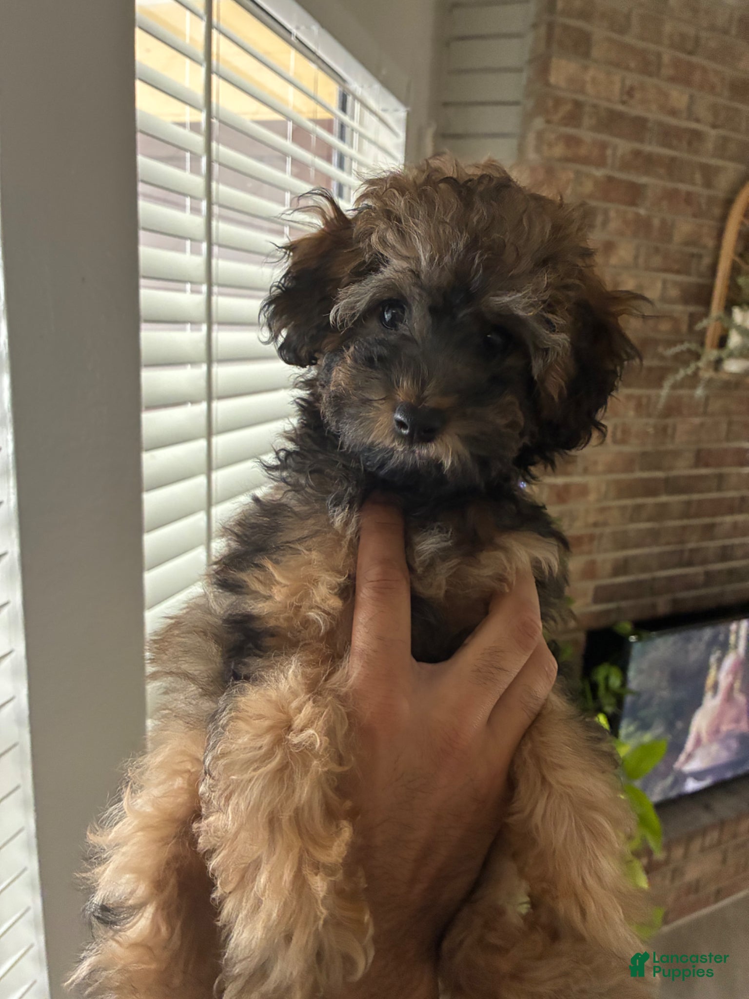 Cavapoo dogs Cavapoo Puppy 1 - Ad 28