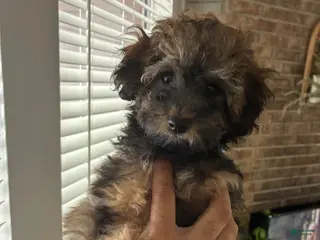 Cavapoo dogs Cavapoo Puppy 1 - Ad 28