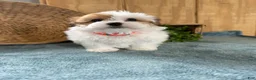 Teddy Bear dogs for sale: Precious - Ad 6