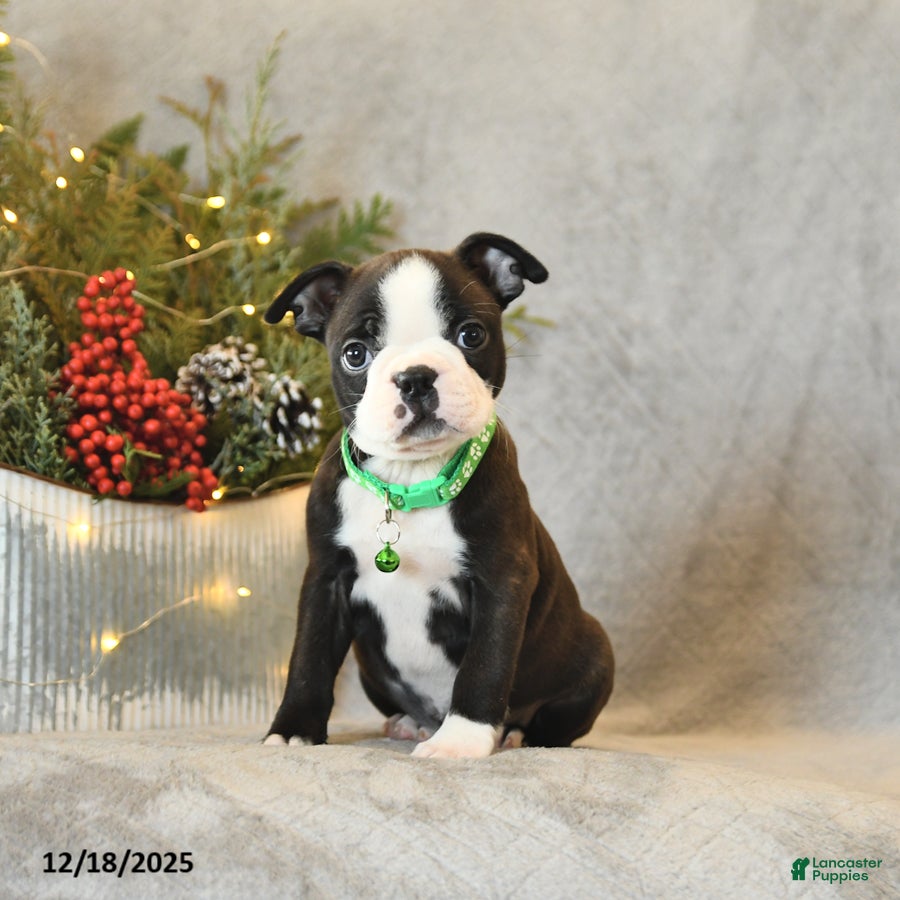 Boston Terrier dogs Skipper - Ad 2