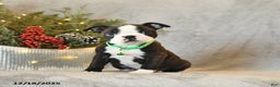 Boston Terrier dogs for sale: Skipper - Ad 1
