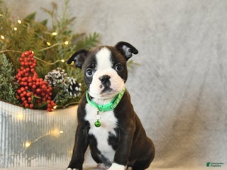 Boston Terrier dogs Skipper - Ad 2