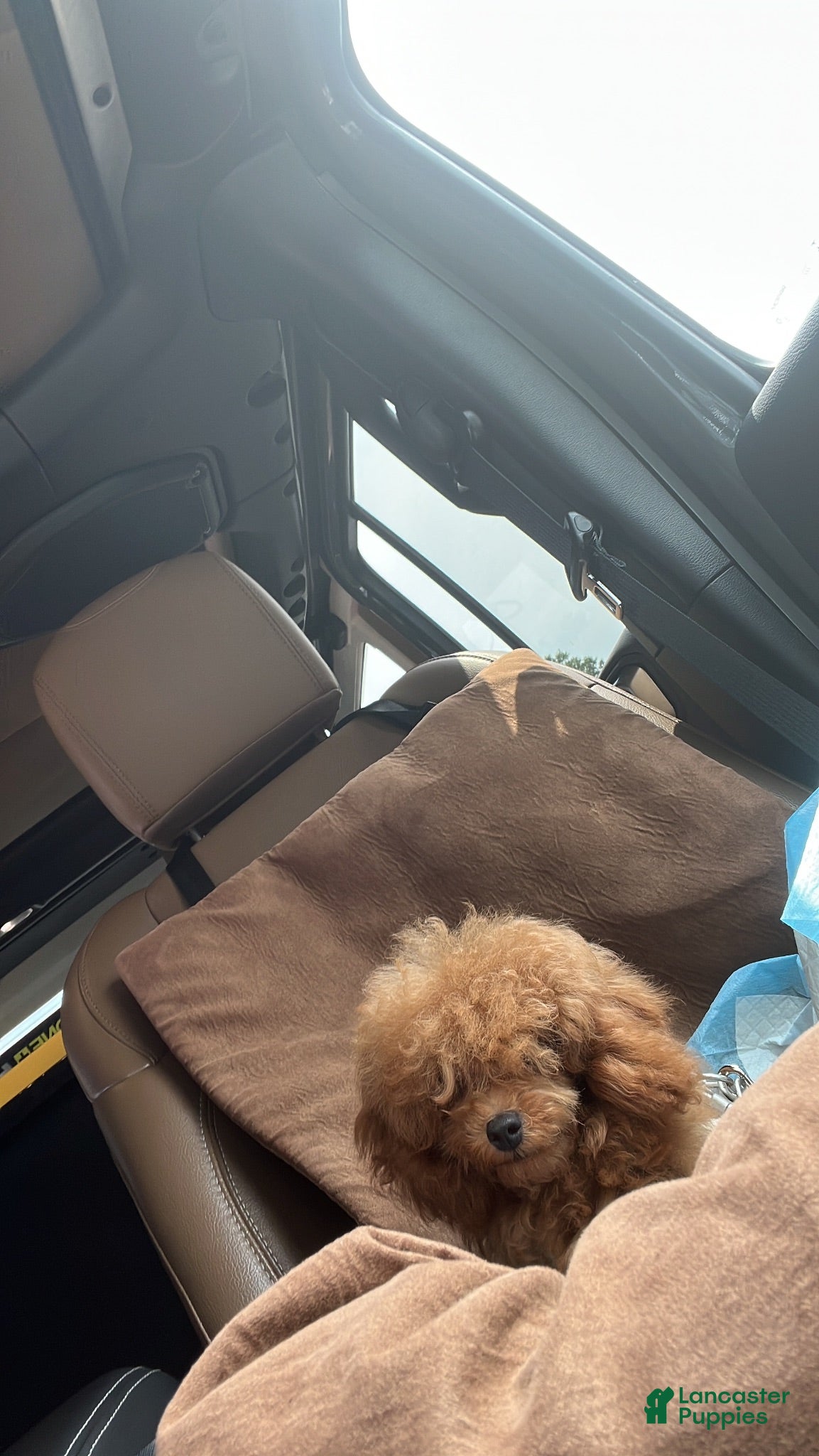 Toy Poodle dogs Toy Poodle 1 Male - Ad 2