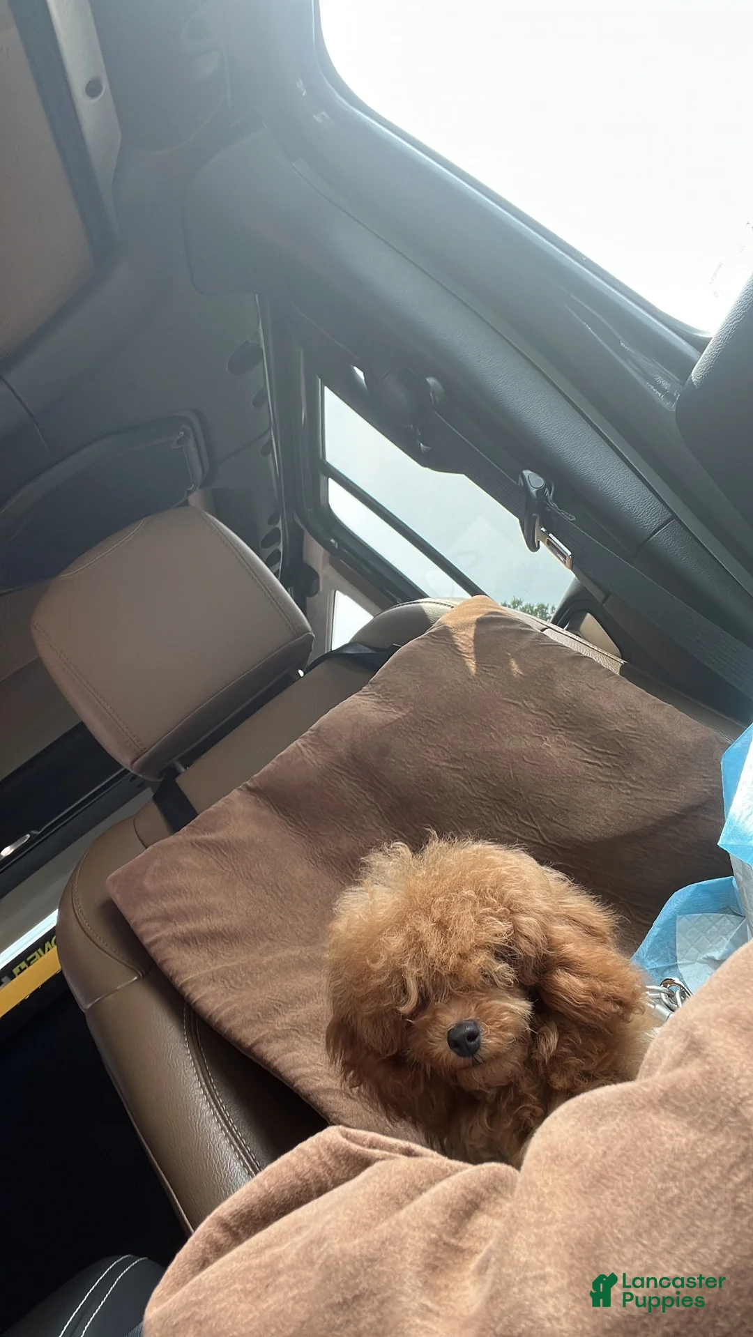 Toy Poodle dogs for sale: Toy Poodle 1 Male - Ad 1