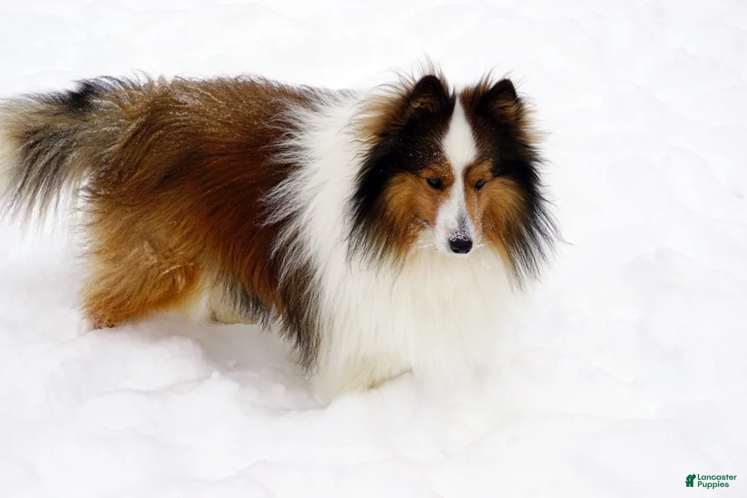 Shetland Sheepdog dogs for sale: Buckeye - Adult - Ad 4