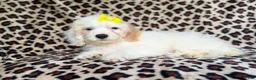 Cockapoo dogs for sale: Oakley - Ad 7