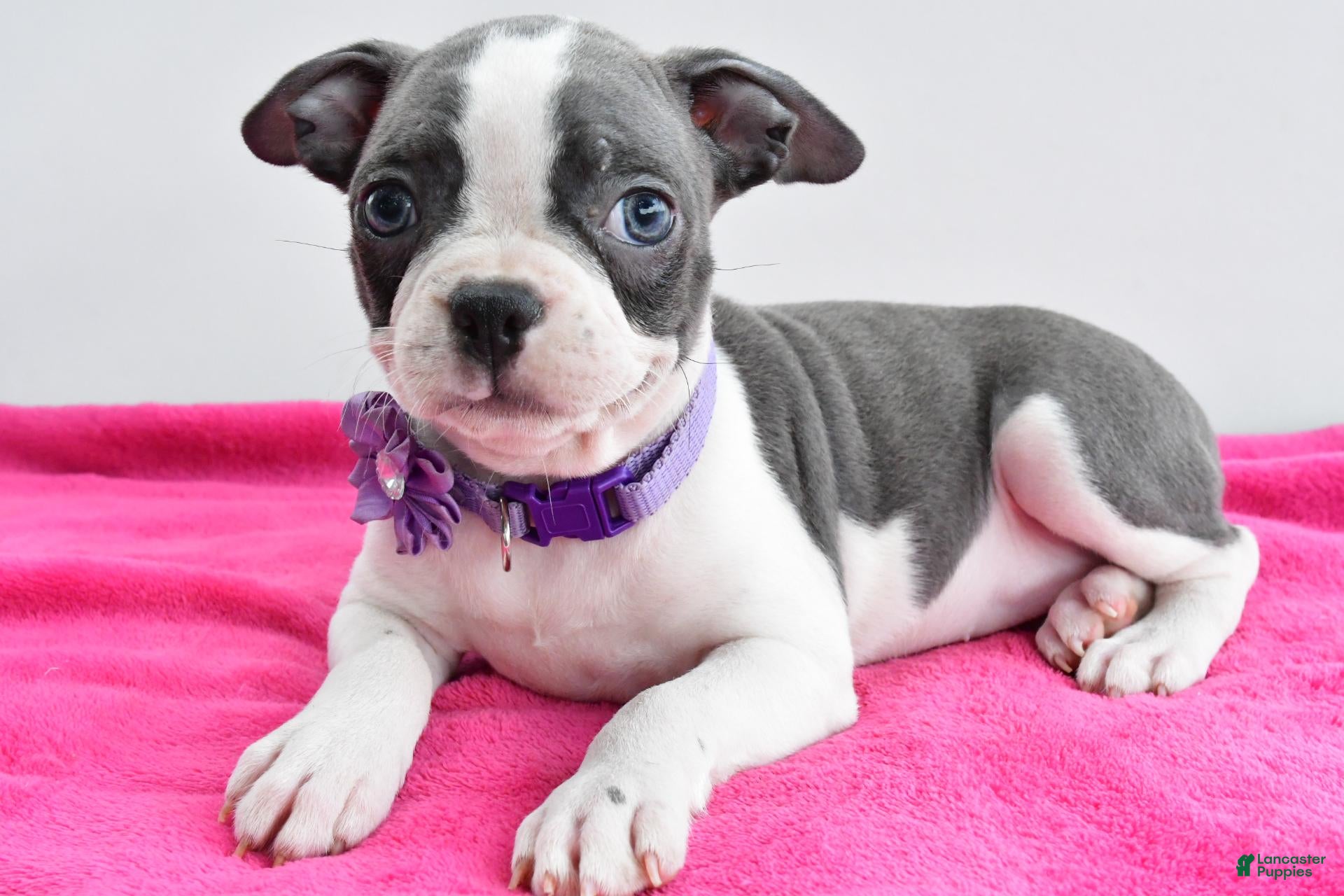 Boston Terrier dogs Indie - Ad 2