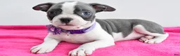 Boston Terrier dogs for sale: Indie - Ad 2