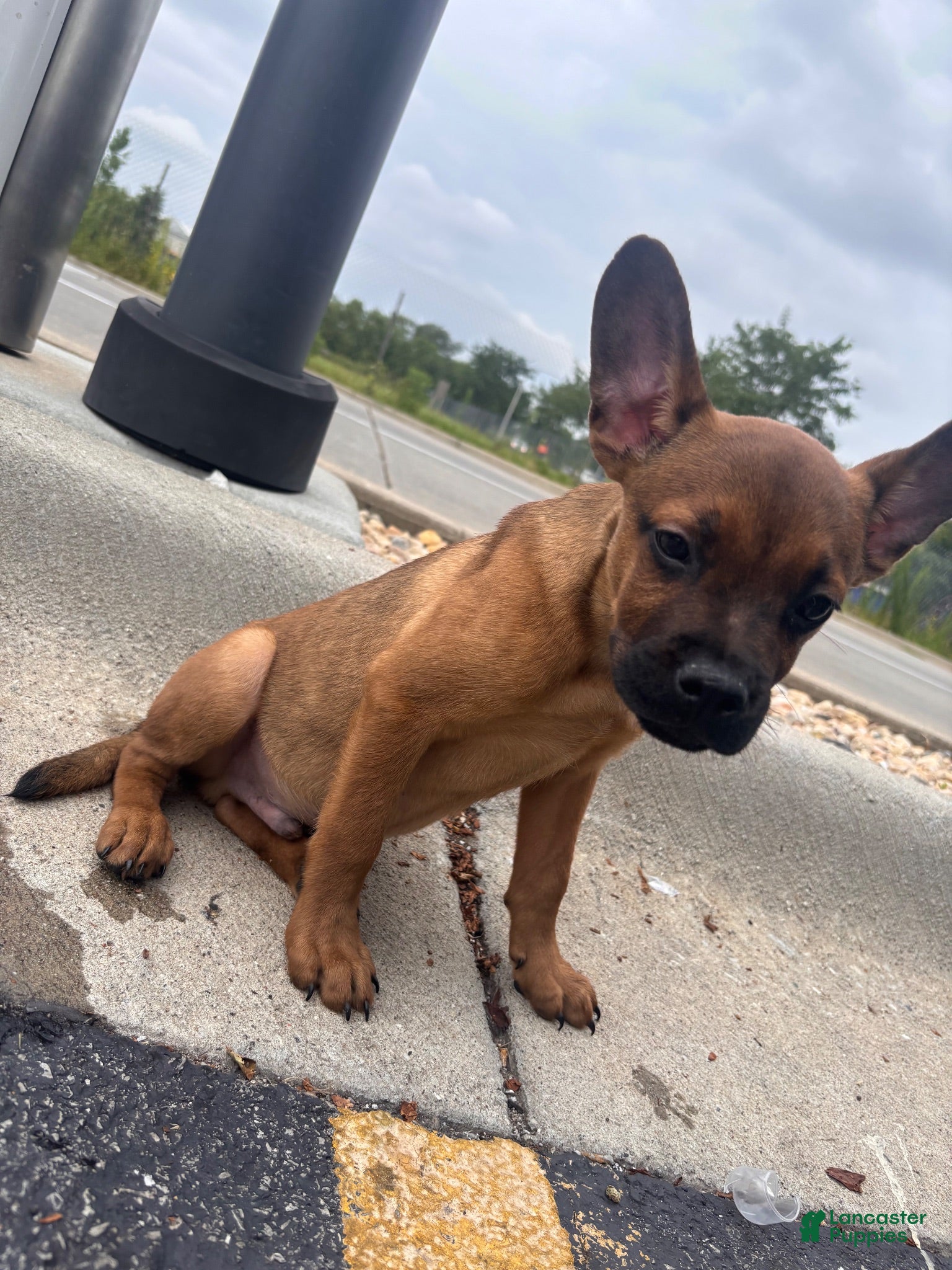 Mixed Breed dogs Mixed Breed 1 - Ad 2