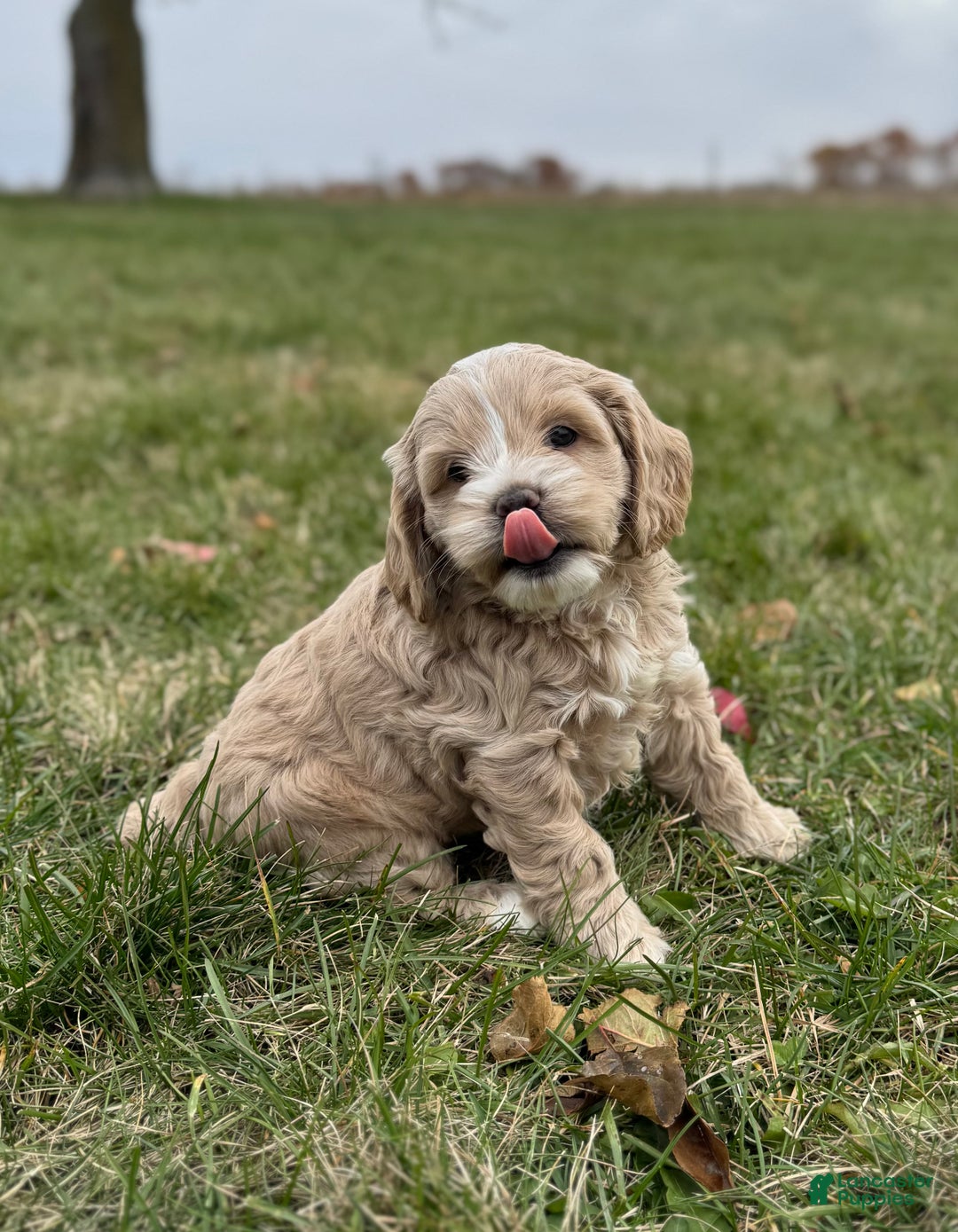 Cockapoo dogs for sale: Pixie - Ad 2