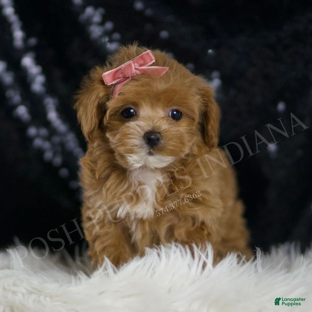 Maltipoo dogs for sale: Asia - Ad 1