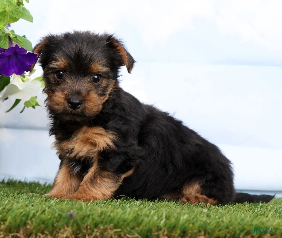 Yorkshire Terrier dogs Diego - Ad 2