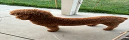 Standard Poodle dogs for sale: Cookie - Ad 8