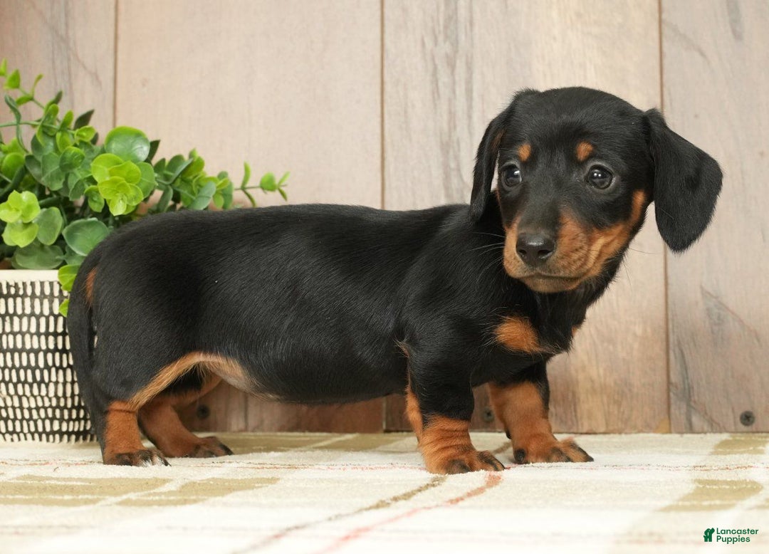 Miniature Dachshund dogs for sale: Finley - Ad 7