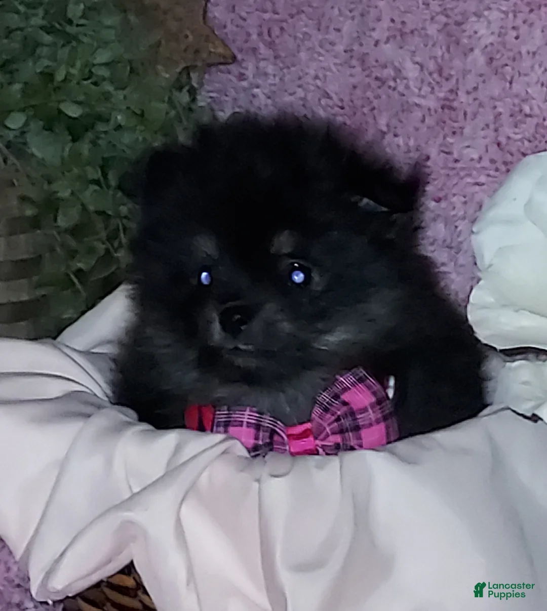 Pomeranian dogs for sale: Bitsy - Ad 8