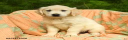 Golden Retriever dogs for sale: Lilly - Ad 3