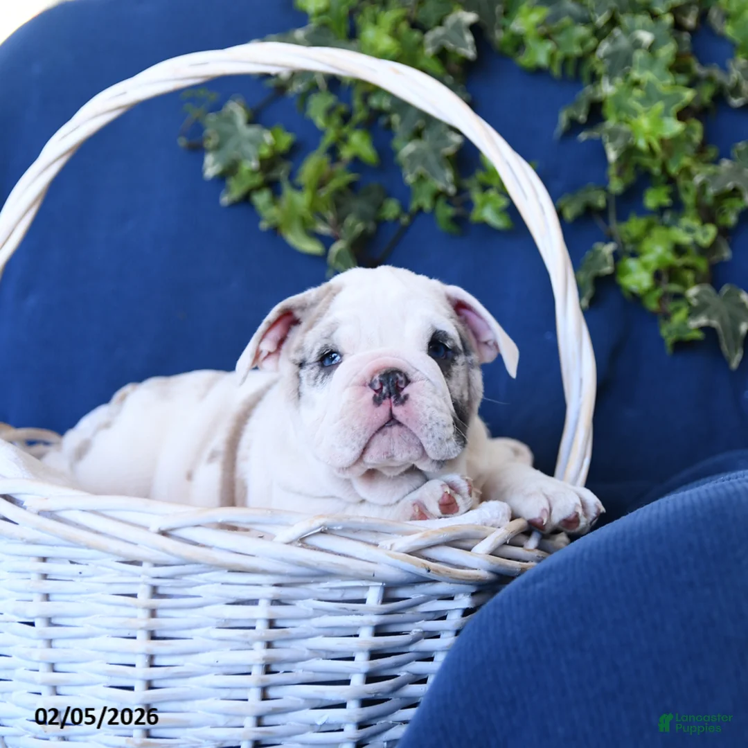 English Bulldog dogs for sale: Sport - Ad 1