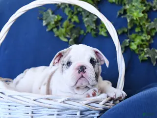 English Bulldog dogs Sport - Ad 7