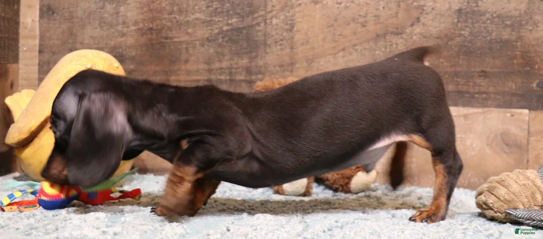 Miniature Dachshund dogs for sale: Billy black/tan smoothcoat with brindle markings - Ad 2