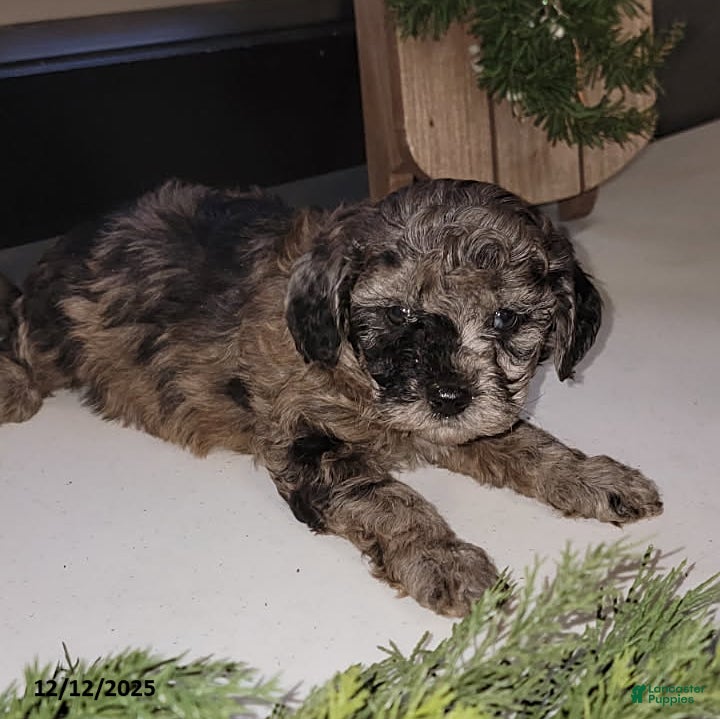 Mixed Breed dogs Roxi - Ad 25