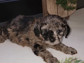 Mixed Breed dogs Roxi - Ad 6