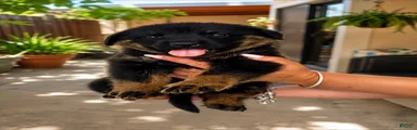 German Shepherd 1