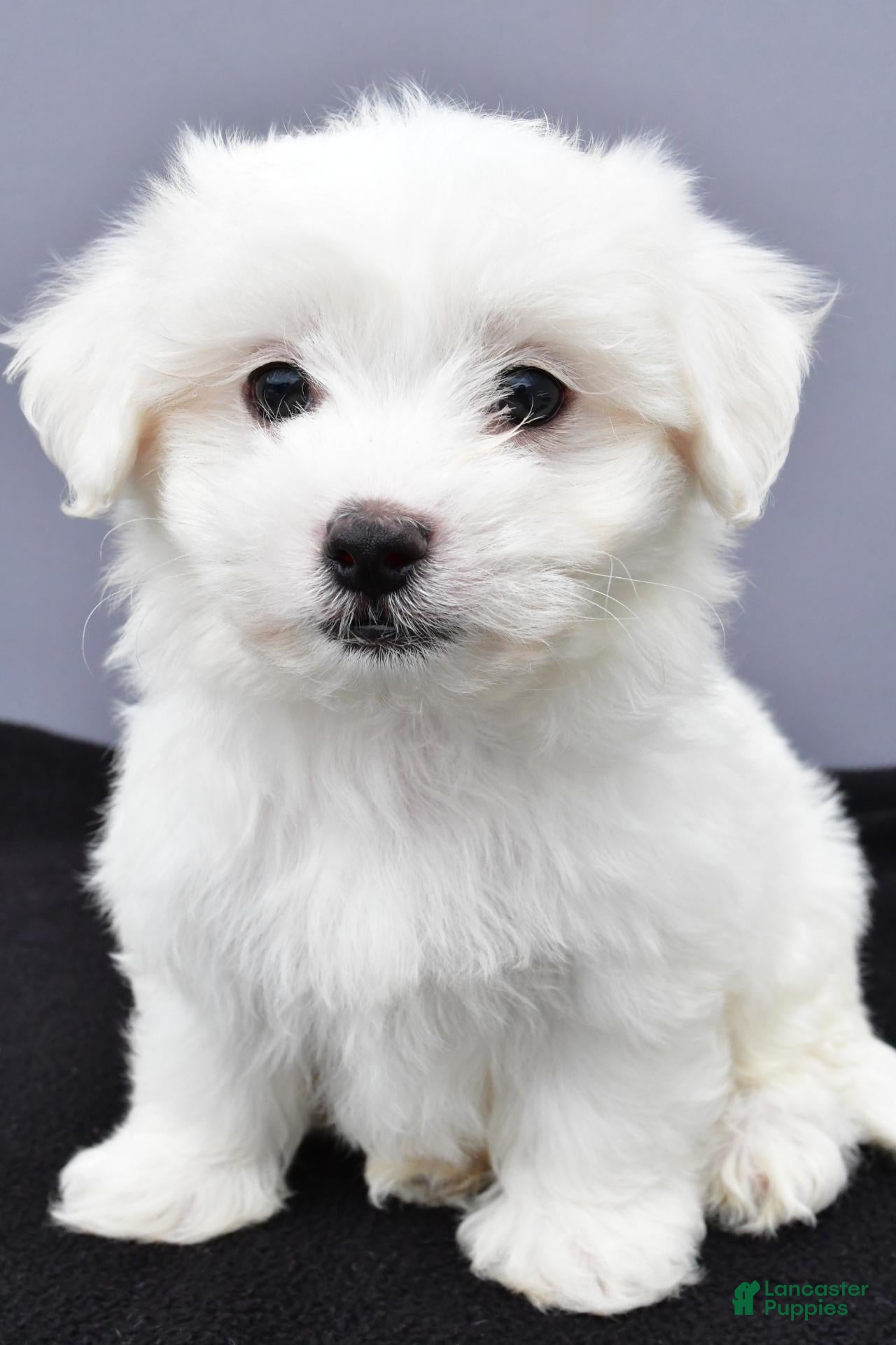 Maltese dogs Cooper - Ad 2