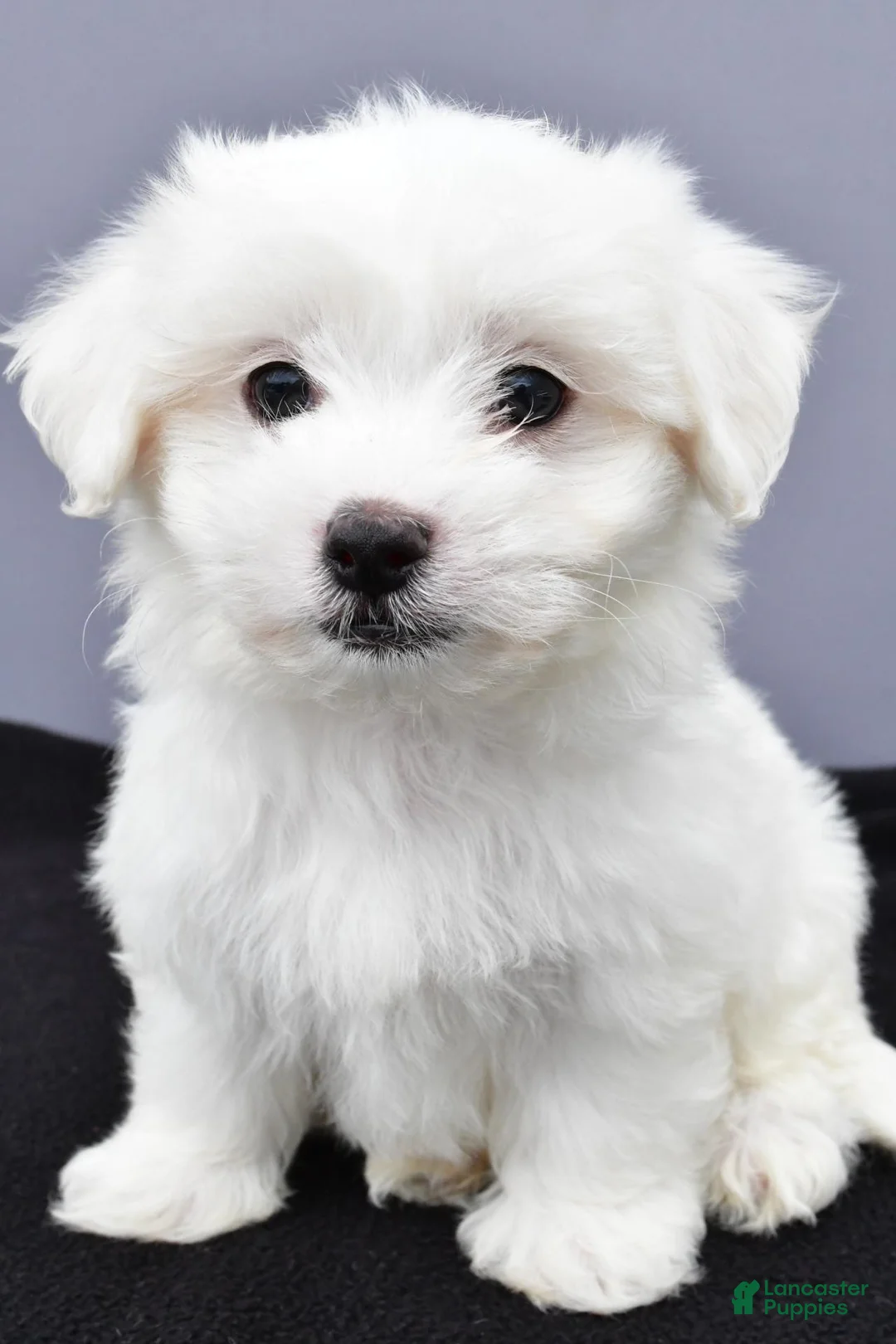 Maltese dogs for sale: Cooper - Ad 2