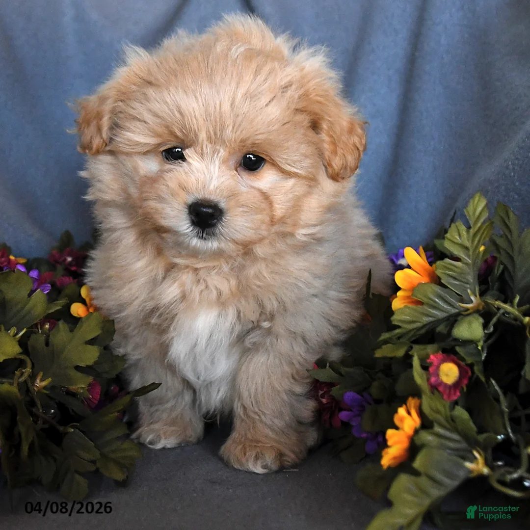 Pomapoo dogs for sale: Sandy - Ad 2