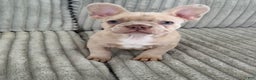 French Bulldog dogs for sale: French Bulldog Puppy 2 - Ad 10