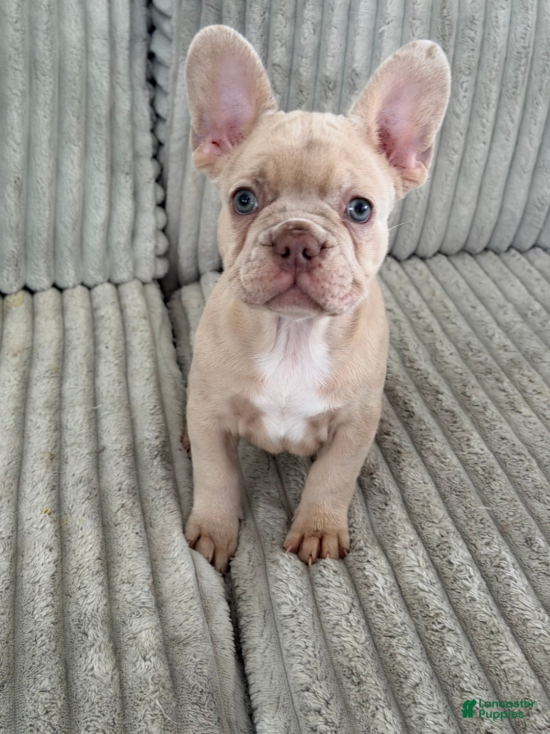 French Bulldog dogs for sale: French Bulldog Puppy 2 - Ad 10