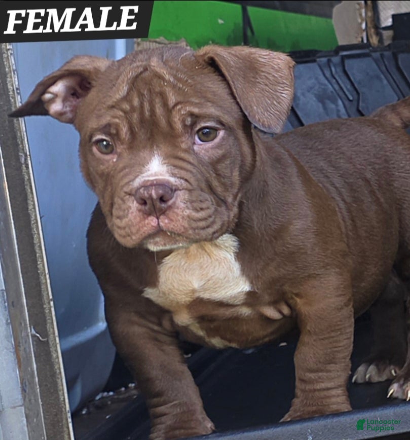 American Bully dogs American Bully Puppy 3 - Ad 31